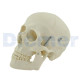 Classic Anatomical Skull